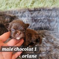 male chocolat